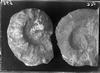 Fòssils nº369 i 370